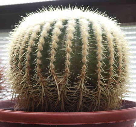 Echinocactus grusonii